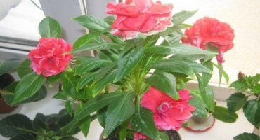 Pěstování a péče o balzám tom samb doma